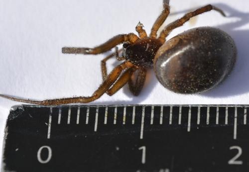 Réf. 232 902 : Steatoda nobilis